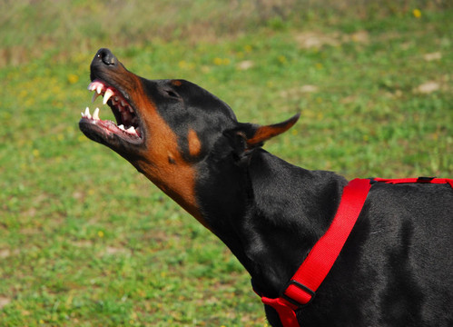 積極的杜賓犬