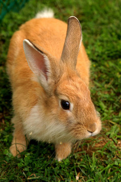 conejo_5386。