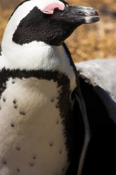 Jackass Penguin（Demersus Spheniscus）
