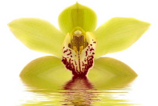 蘭花