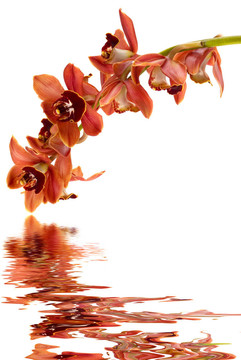 蘭花