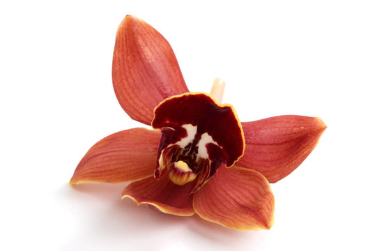 蘭花