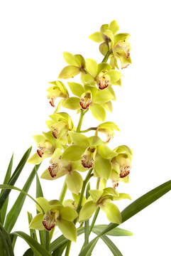 蘭花
