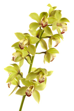 蘭花