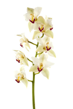 蘭花