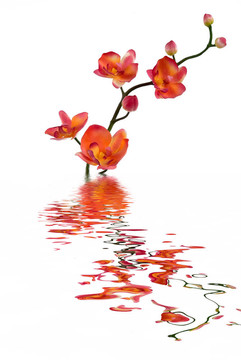 蘭花