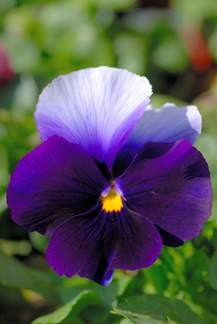 藍(lán)色堇型花的肖像