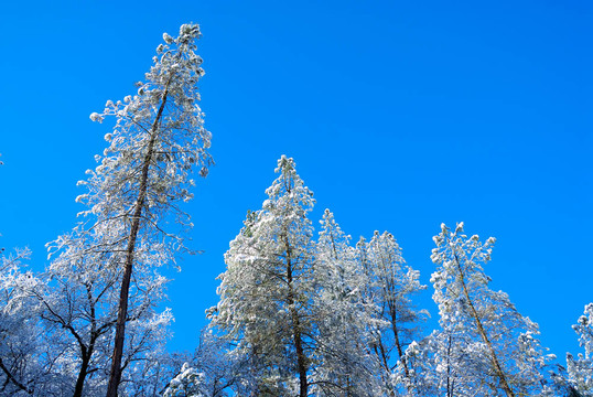 白雪覆蓋的松樹