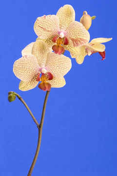 黃色的蘭花
