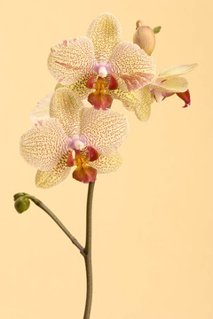 黃色的蘭花