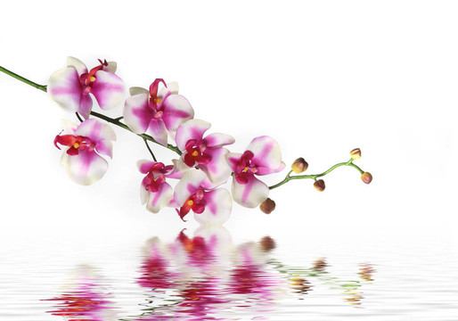 蘭花單莖在水上