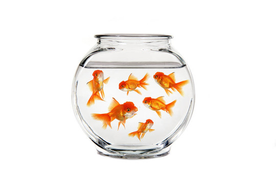 金魚(yú)缸里有許多魚(yú)游