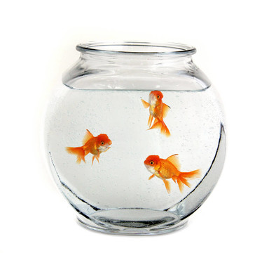 三條金魚在一個(gè)碗里