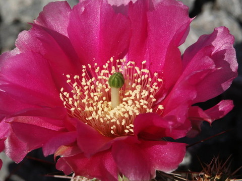 仙人掌花