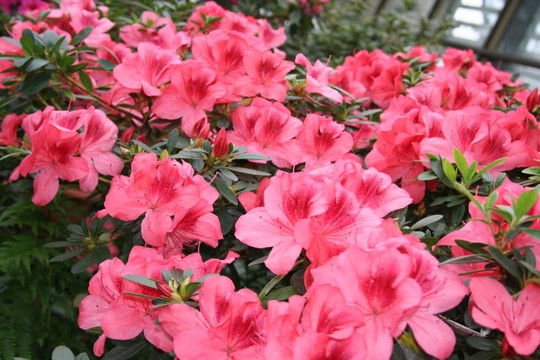 杜鵑花杜鵑