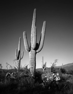 mn0566saguarocactus1b