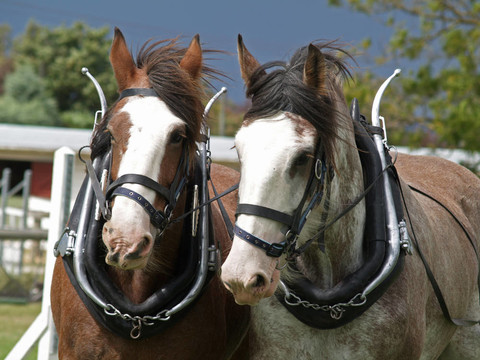 drafthorses