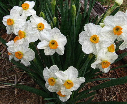 漆黑的blinkydaffodill
