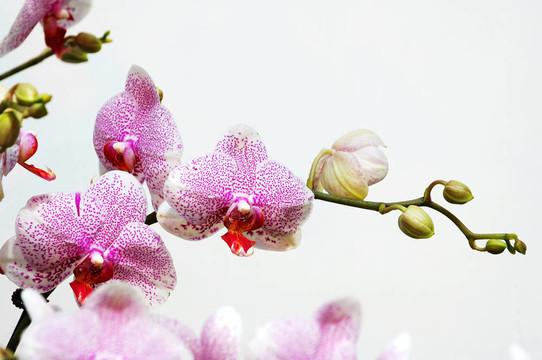 粉紅斑點(diǎn)的白蘭花
