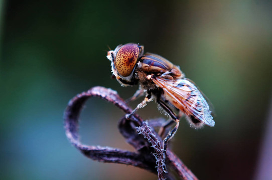 在枯萎的植物Eristalis tenax