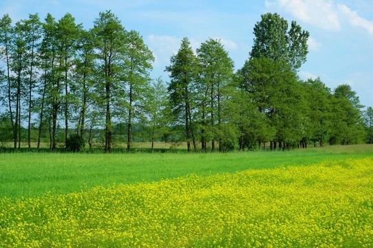 春天的風(fēng)景