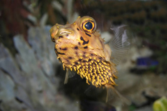 熱帶魚刺猬密斑刺鲀