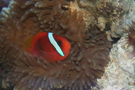 白條?？~；尼莫；Klown魚