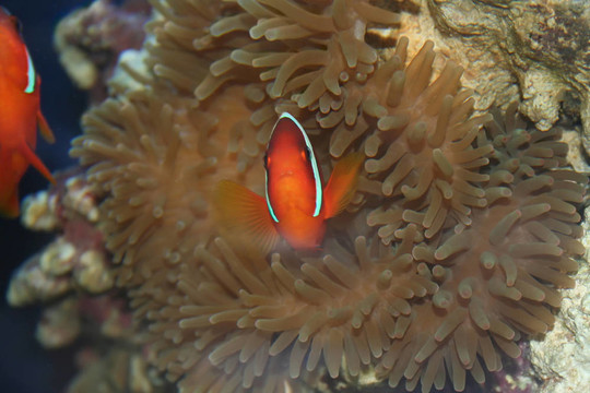 白條?？~；尼莫；Klown魚