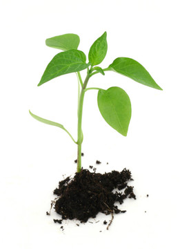 新生植物與土壤的白色