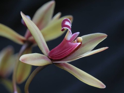 野生蘭花