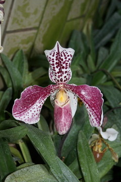 exotical蘭花