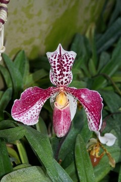 exotical蘭花