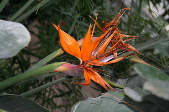 熱帶花卉