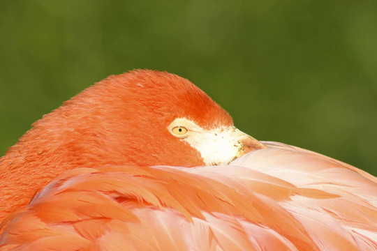 粉紅火烈鳥