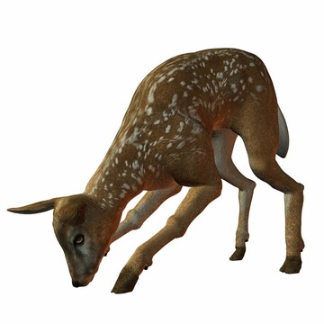小鹿