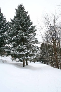 冬季景觀