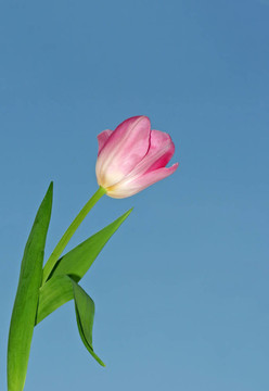 藍(lán)色和紅色
