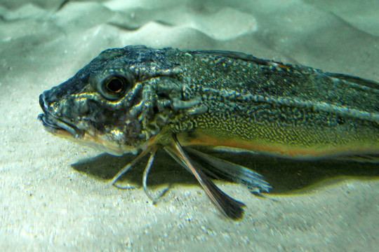 游泳的魚