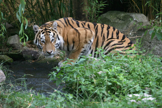 amurtiger