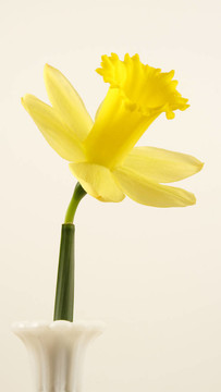 水仙花