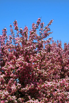 春天開(kāi)花