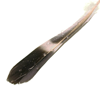 羽毛滴