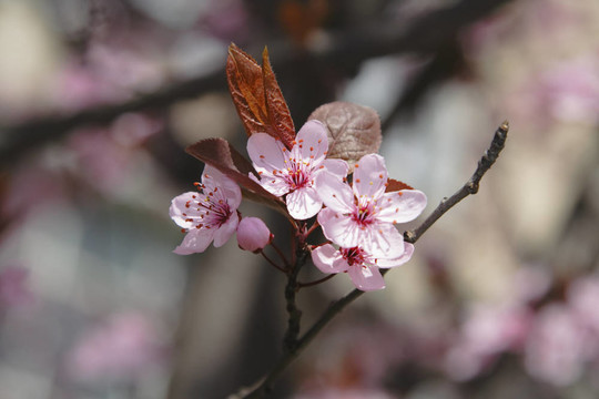 蘋果花