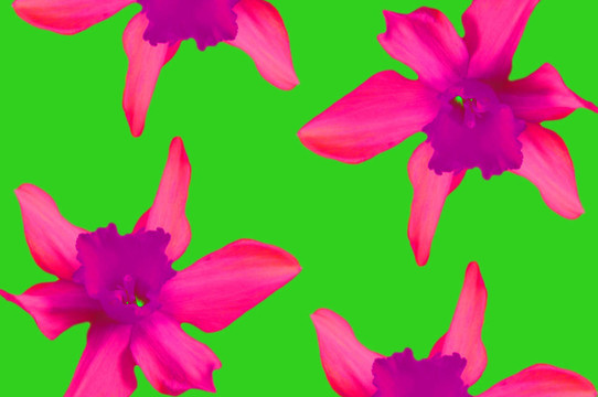花藝設(shè)計