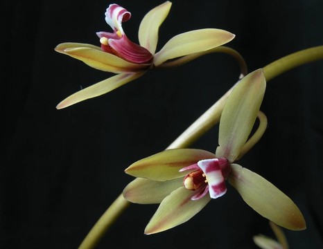 野生蘭花