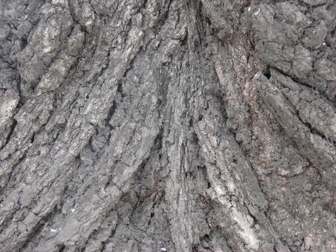 古樹(shù)樹(shù)皮
