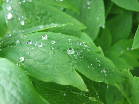 珠水
