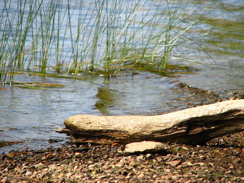 德里夫特伍德岸邊