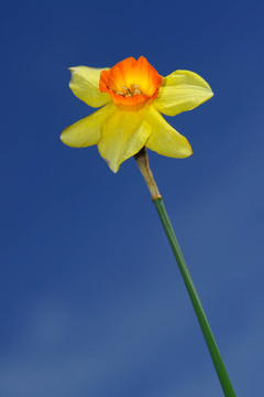 水仙花
