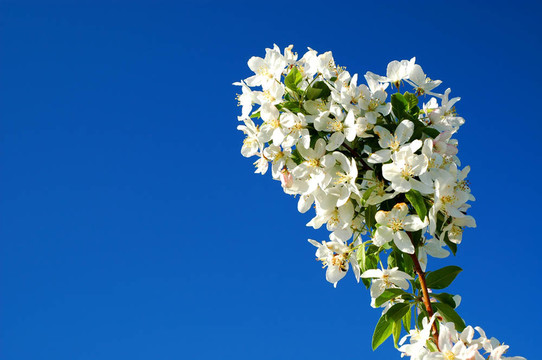crabapple1